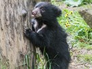 7.5.2019 zoo, medv�d pyskat�, ml�d� foto: Mafra-Zden�k N�mec