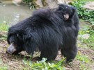 7.5.2019 zoo, medv�d pyskat�, ml�d� foto: Mafra-Zden�k N�mec