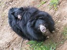 Ve zlínské zoo odchovali i mlád medvda pyskatého (kvten 2019)