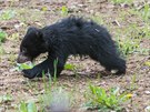 7.5.2019 zoo, medv�d pyskat�, ml�d� foto: Mafra-Zden�k N�mec