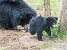 V roce 2019 se ve zlnsk zoo narodilo prvn mld medvda pyskatho 
