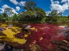 Kolumbijská eka Cao Cristales