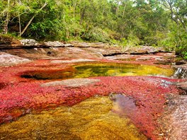 Kolumbijská eka Cao Cristales