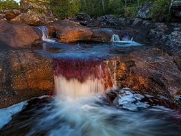 Kolumbijská eka Cao Cristales