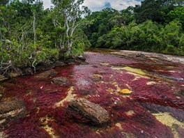 Kolumbijská eka Cao Cristales