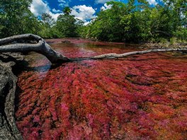 Kolumbijská eka Cao Cristales