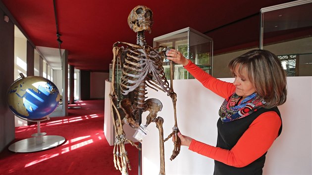 Dagmar Kluchová, vedoucí Muzea Dr. Aleše Hrdličky v Humpolci, u kostry neandertálce. Ta je vůbec nejdražším exponátem celé nové expozice - muzeum si ji nechalo dělat v USA.
