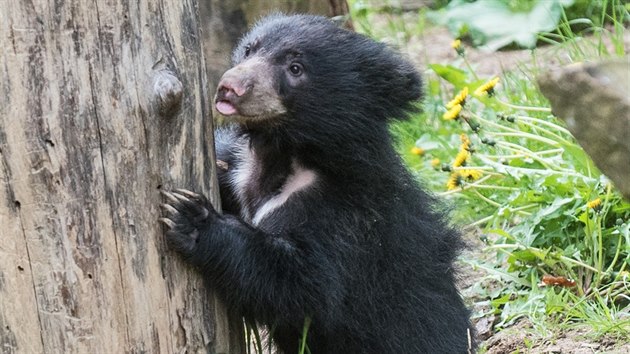 7.5.2019 zoo, medvd pyskat, mld foto: Mafra-Zdenk Nmec