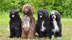 Portugalsští vodní psi, černá a hnědá varianta s bílými skvrnami 