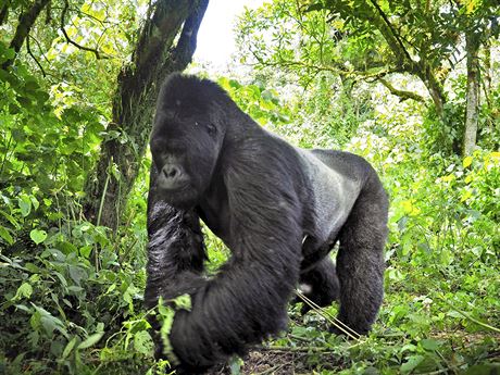 Gorily ve Virunze stoj v cest obchodu s obyejnm devnm uhlm, obrovskmu...