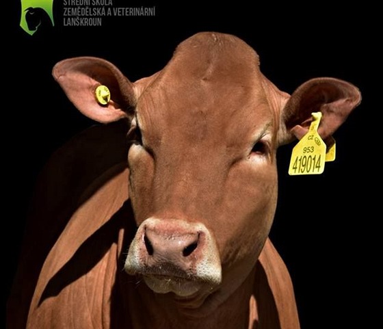 Své krávy vysílá na brnnskou Národní výstavu hospodáských zvíat také Stední...