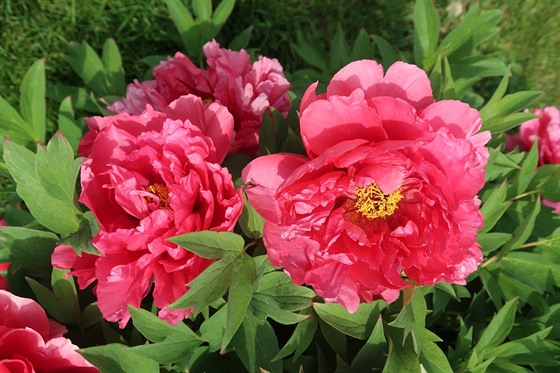 Paeonia suffruticosa Fen Mian Tao Hua