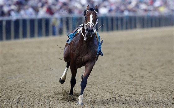 K Bodexpress absolvoval prestiní americký dostih Preakness Stakes bez...