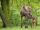 Vysok losice nala nezvykl zpsob kojen, zachrnila tm ivot svm potomkm