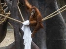 Orangutani jsou stromová zvíata, take se na parkosech a lanech pohybují s...
