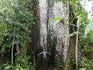 Píroda v Amazonii je nesmírn rozmanitá. Na snímku je mohutný strom, který...