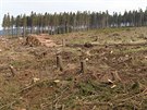 Ekologov opakovan kritizuj zpsob, jakm se v Jesenkch bojuje proti...