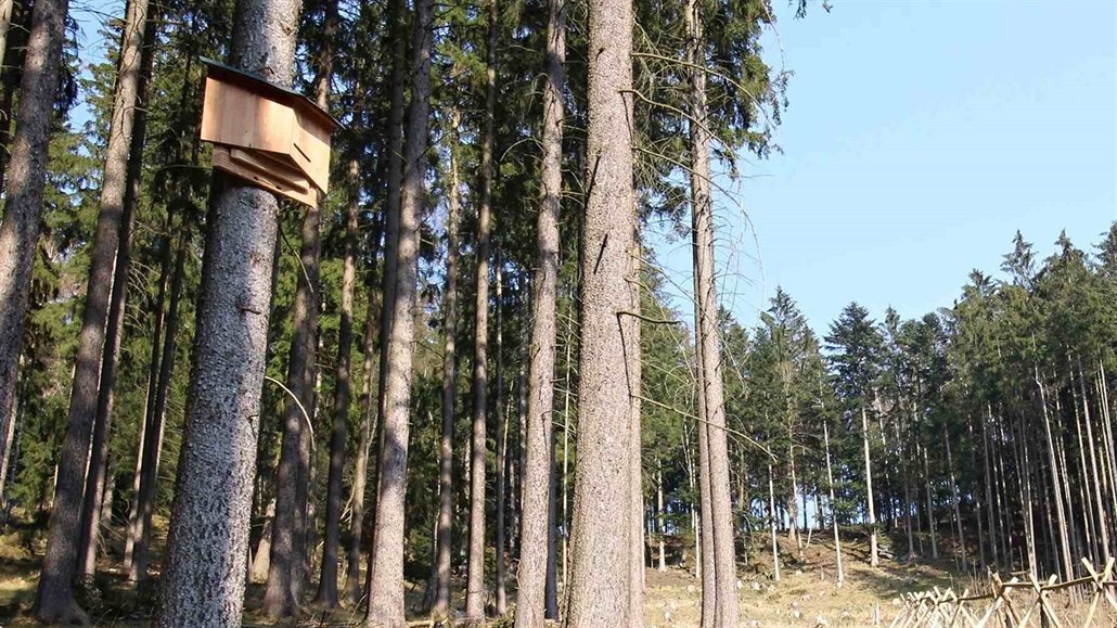 Ve Slavkovském lese se testuje budka k ochraně netopýrů, kterou navrhl student...