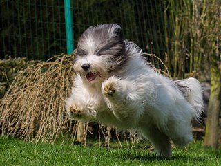 Toto plemeno se skvěle hodí na všemožné psí sporty.