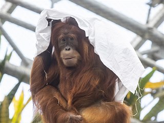 Obdivovatelé pražských orangutanů dobře vědí, že prostěradla jsou jejich...