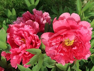 Paeonia suffruticosa ’Fen Mian Tao Hua’