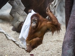 A protoe orangutani ve volné pírod tráví spoustu asu shánním potravy,...