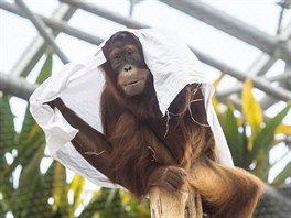 Orangutani dostávají vyslouilé loní prádlo podle toho, jaké jich zrovna mají...
