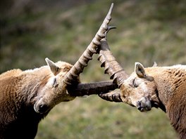 ZÁPAS SAMC. Kozoroci se petlaují na svazích u horského msteka Pontresina...
