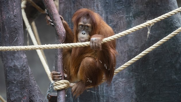 Orangutani v pražské ZOO dostali prostěradla.