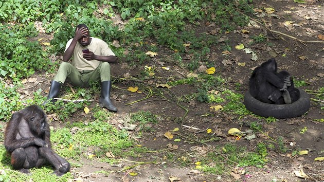 Mathieu Shamavu sedí mezi několika gorilími dorostenkami v gorilím sirotčinci. Místo aby sledoval, jak se dokážou vecpat do ojeté pneumatiky nebo se jen tak válí, kouká do mobilu.