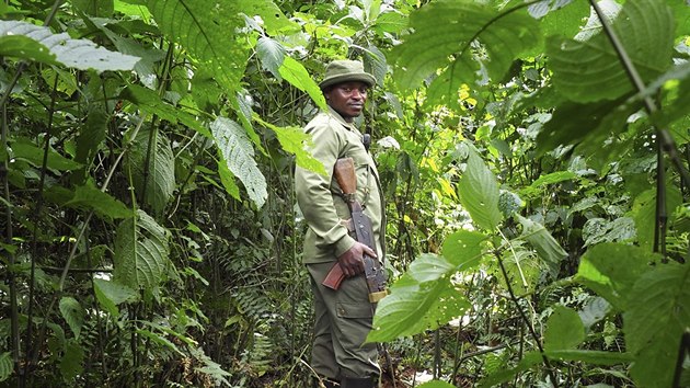 Strážci konžského parku Virunga mají výcvik commandos a umírají víc než vojáci v Afghánistánu. Za posledních třiadvacet let, kdy se ve východním Kongu začalo válčit, zahynulo ve Virunze skoro sto osmdesát rangerů.
