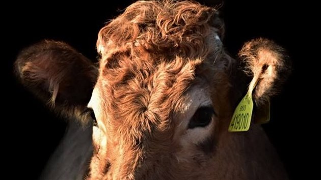 Sv krvy vysl na brnnskou Nrodn vstavu hospodskch zvat tak Stedn kola zemdlsk a veterinrn v Lankroun.