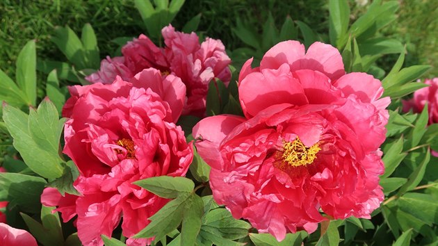 Paeonia suffruticosa Fen Mian Tao Hua