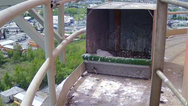 Na 120 metr� vysok�m kom�n� �eskobud�jovick� tepl�rny se vyl�hla t�i ml��ata sokola st�hovav�ho.