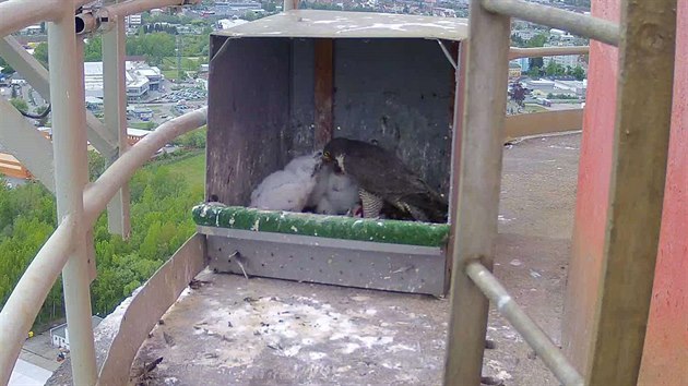 Sokoli na kom�n� tepl�rny v �esk�ch Bud�jovic�ch maj� t�i ml��ata.