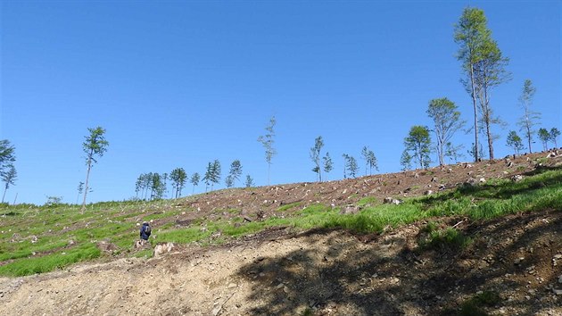 Ekologové opakovaně kritizují způsob, jakým se v Jeseníkách bojuje proti kůrovci. Výsledkem masivního kácení v méně chráněných částech mimo rezervace jsou rozsáhlé holiny.