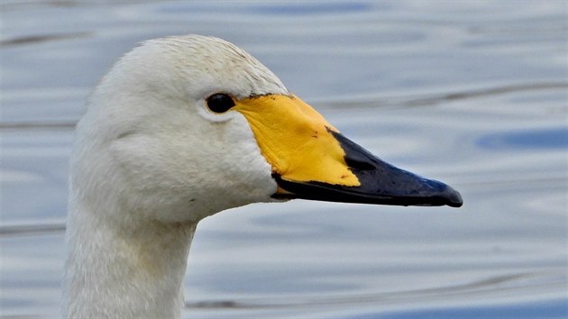 Cizokrajná labuť zpěvná, která se usídlila na Přerovsku a Kroměřížsku a dostala od ornitologů jméno Zpěvanka. Třetím rokem hnízdí se samcem stejného druhu.