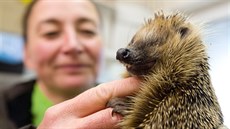 Je�ka p�ivezli lidé na záchrannou stanici poté, co jej p�ejel cyklista. Zví�e...