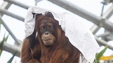 Obdivovatelé pražských orangutanů dobře vědí, že prostěradla jsou jejich...