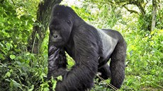 Gorily ve Virunze stojí v cestě obchodu s obyčejným dřevěným uhlím, obrovskému...