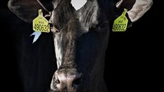 Své krávy vysílá na brnnskou Národní výstavu hospodáských zvíat také Stední...