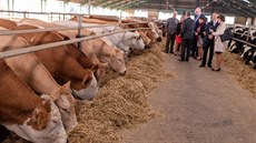 Krávy ve �kolním zem�d�lském podniku Mendelovy univerzity v �ab�icích