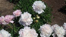 Paeonia lactiflora Noemie Demay