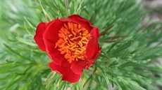 Paeonia tenuifolia