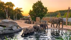 Sloni indičtí obývají v Zoo Praha Údolí slonů, otevřené v březnu 2013, a to...