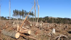 Ekologové opakovan kritizují zpsob, jakým se v Jeseníkách bojuje proti krovci. Výsledkem kácení v mén chránných ástech mimo rezervace jsou rozsáhlé holiny.