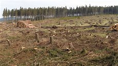 Ekologové opakovan kritizují zpsob, jakým se v Jeseníkách bojuje proti...