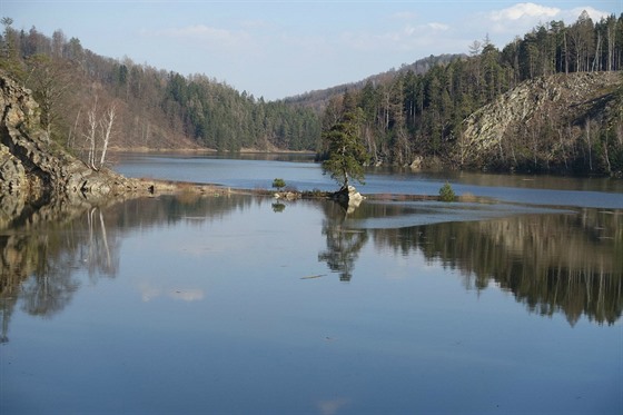 Příběh 350 let staré borovice, která je dominantou Vírské přehrady, porotu...