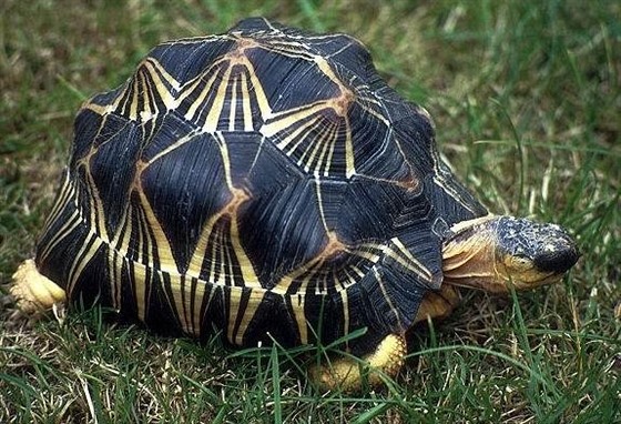 elva paprsitá (Astrochelys radiata) ije ve volné pírod pouze na...