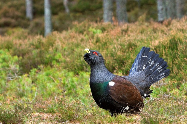 Turisté na Šumavě rušili tetřevy, mohou chodit jen po vyznačených trasách